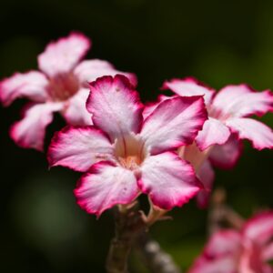 a close up of a flower