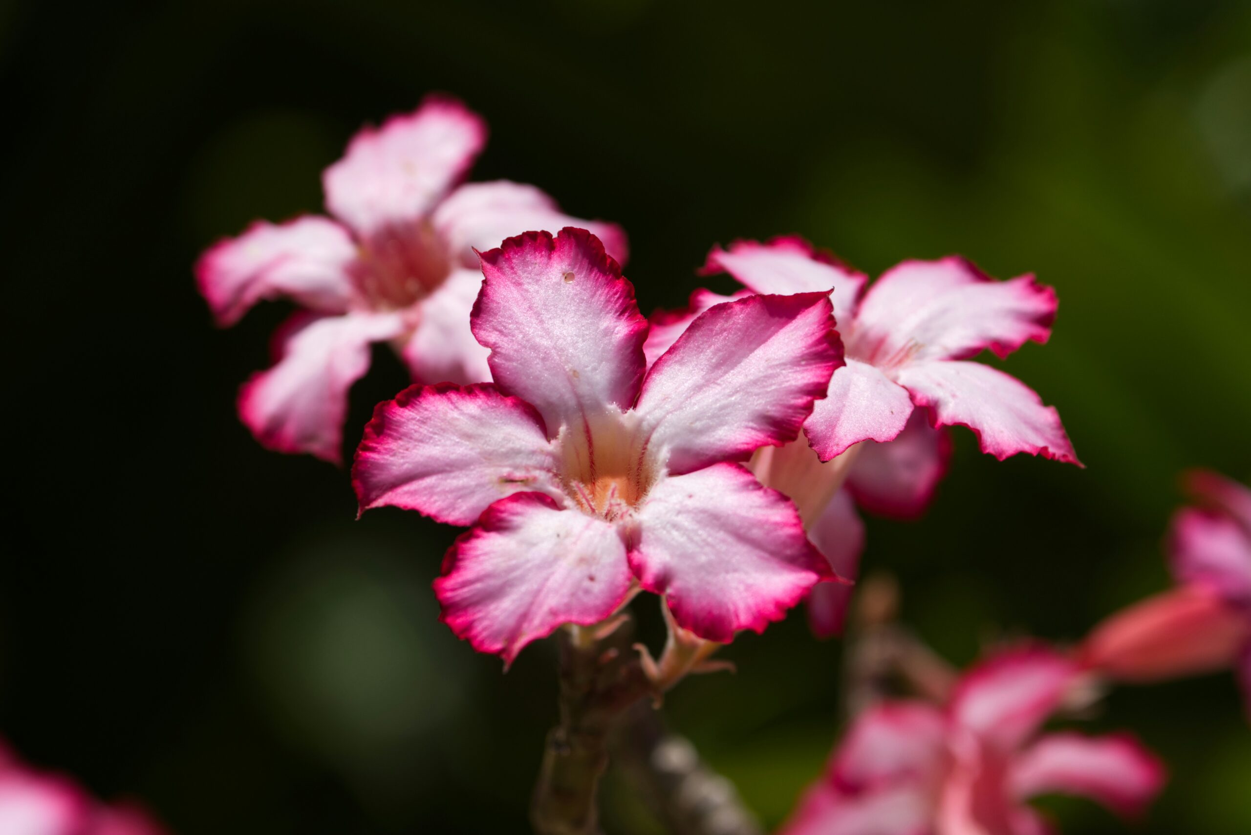 a close up of a flower